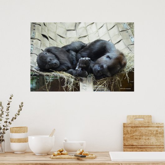 Lowland Gorillas Napping Poster (Keuken)