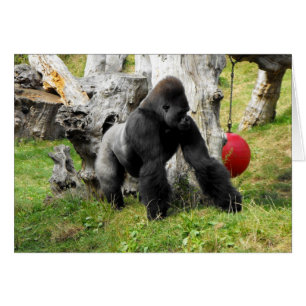 Lowland silverback gorilla lopend