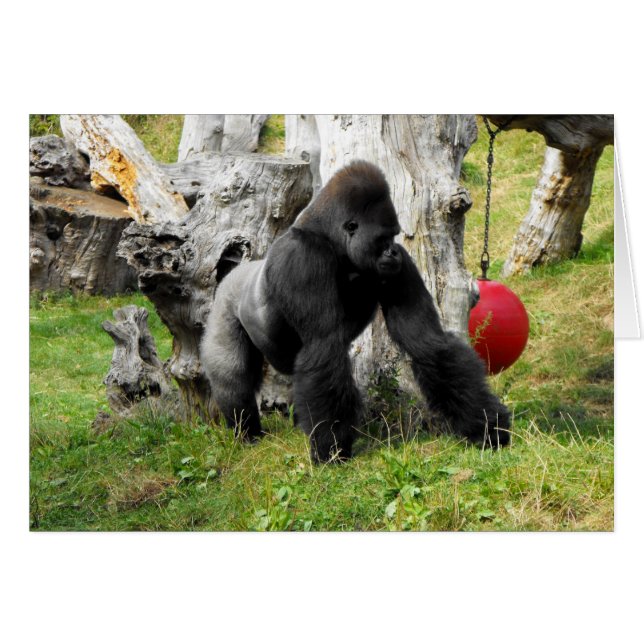 Lowland silverback gorilla lopend (Voorkant Horizontaal)