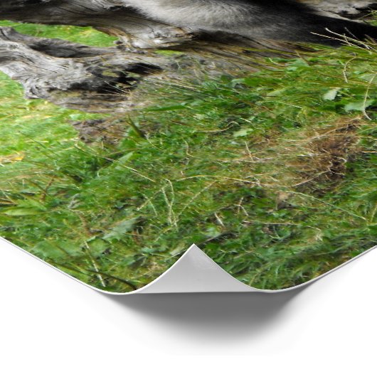 Lowland silverback gorilla poster (Hoek)