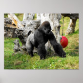Lowland silverback gorilla poster (Voorkant)