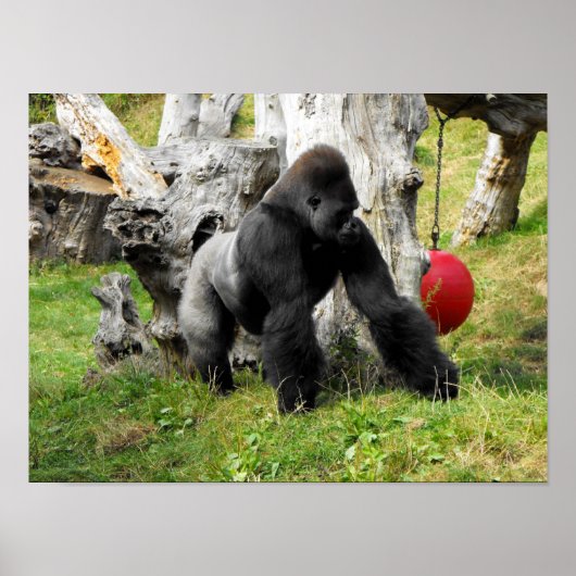 Lowland silverback gorilla poster (Voorkant)