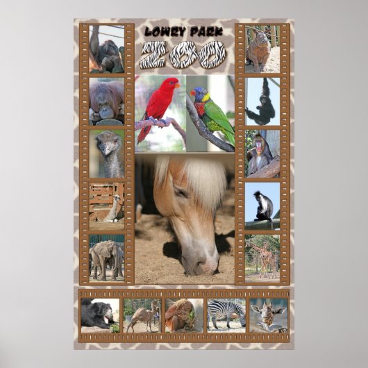 Lowry Park Zoo Poster (Voorkant)