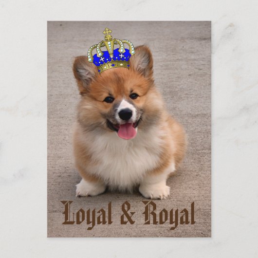 Loyal and Royal Corgi Puppy Briefkaart (Voorkant)