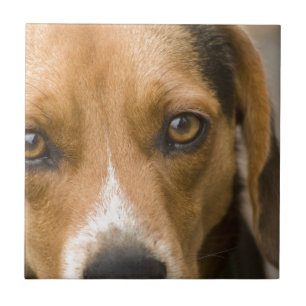 Loyal Beagle Hound Hunting Dog Tegeltje