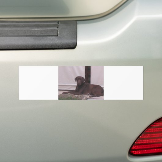 LR-chocoladelab Bumpersticker (Op auto)
