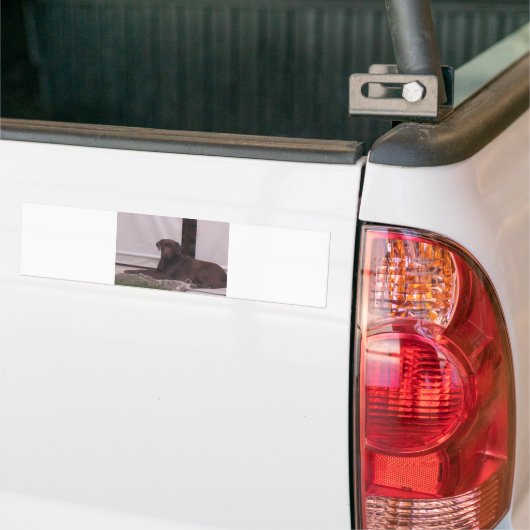 LR-chocoladelab Bumpersticker (Op Truck)