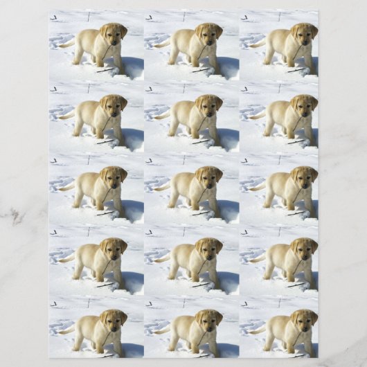 LR gele labpupil in sneeuw (Voorkant)