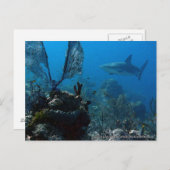Ltd Edition Bahamian Reef Sharks Briefkaart (Voorkant / Achterkant)