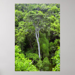 Luchtbeeld van inheemds bos, Knysna-Amatole Poster