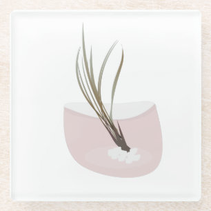 Luchtplant Tillandsia Planten Terrarium Blush Roze Glazen Onderzetter