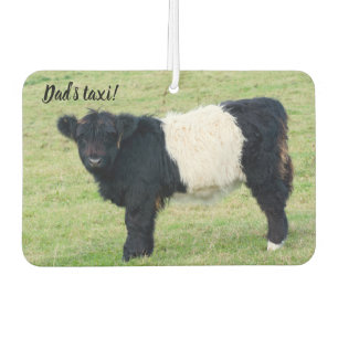 Luchtverfrisser van de Galloway Calf
