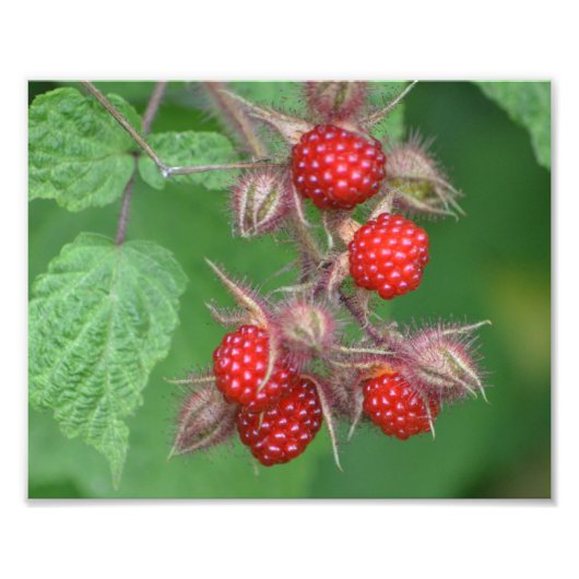 Lucious Raspberry Photo Print Foto Afdruk (Voorkant)