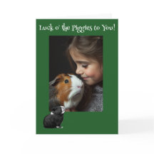 Luck o' the Piggies Guinee Pig St. Patrick's Day