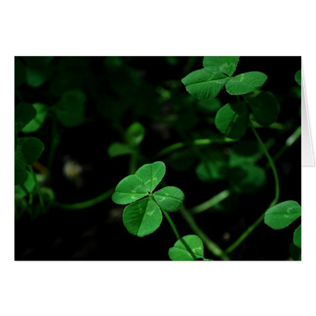 Lucky (Voorkant Horizontaal)