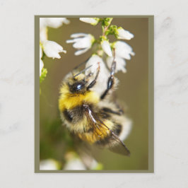 Lucky Bee Briefkaart