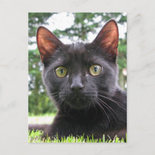 Lucky Black Cat Briefkaart