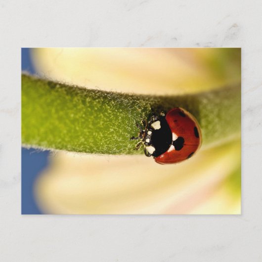 Lucky Briefkaart (Voorkant)