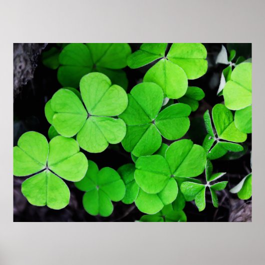 Lucky Clovers Poster (Voorkant)