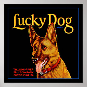 Lucky Dog Poster