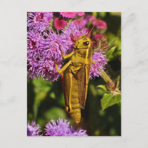 Lucky Grasshopping op Ageratum Briefkaart