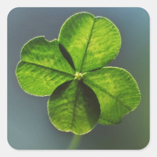 Lucky Green Clover Vierkante Sticker (Voorkant)
