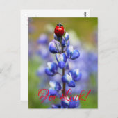 Lucky Lady Bugs Briefkaart (Voorkant / Achterkant)