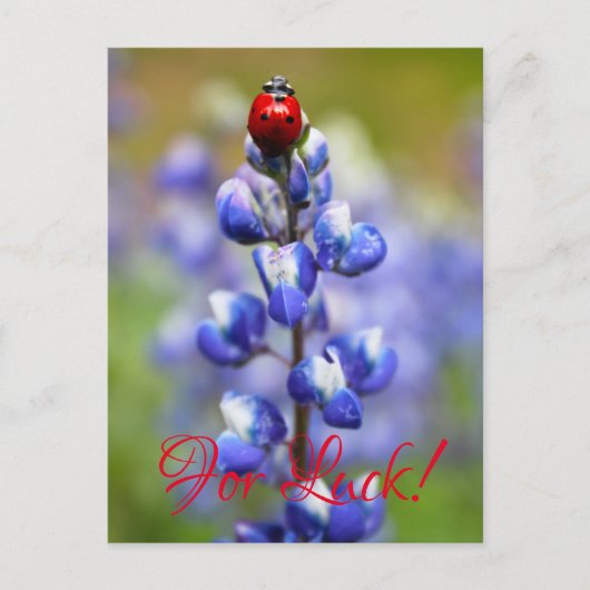 Lucky Lady Bugs Briefkaart (Voorkant)