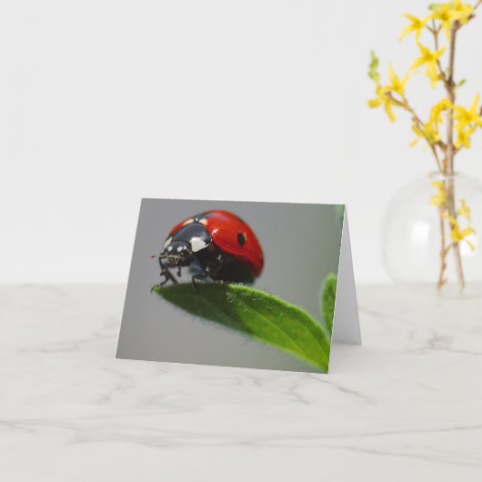 Lucky Ladybug Kaarten (Gele Bloem)