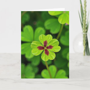 Lucky Leaf Groen Maroon Klaverkaart Kaart