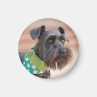Lucky Miniature Schnauzer