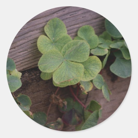 Lucky of vastberaden? Saint Patricks Day Shamrocks Ronde Sticker (Voorkant)