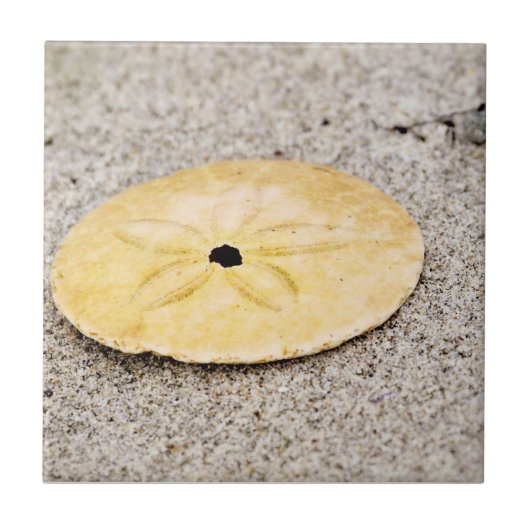 Lucky Sand Dollar Tegeltje (Voorkant)