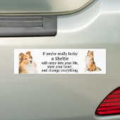 Lucky Sheltie Bumpersticker (Op auto)