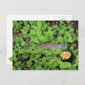 Lucky Squirrel in Clovers Briefkaart (Voorkant / Achterkant)