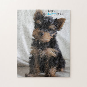 Lucky The Japans Yorkie 10x14 puzzle na 3 maanden Legpuzzel
