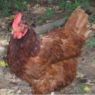 Lucy, het rode hoofd. tegeltje