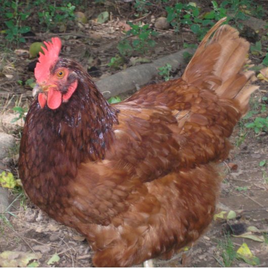 Lucy, het rode hoofd. tegeltje