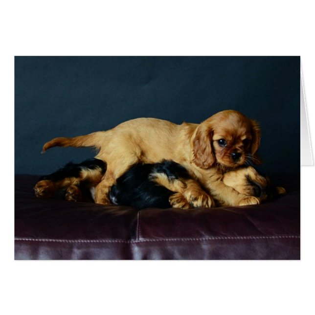 Lucy sloeg haar broer op (Voorkant Horizontaal)