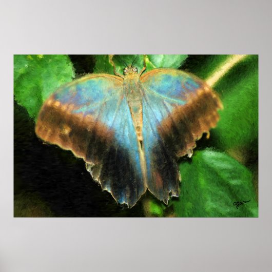 LUCY'S BUTTERFLY PRINT (Voorkant)