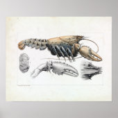 Ludwig Becker Murray Spiny Crayfish Poster (Voorkant)