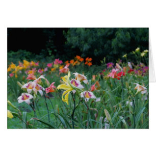 Lueur maximale - Daylilies