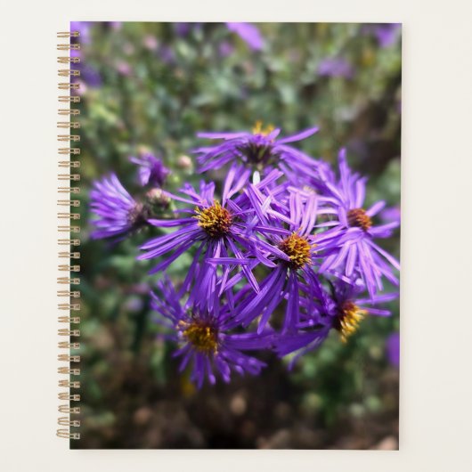 Lueur violette de l'automne (Devant)