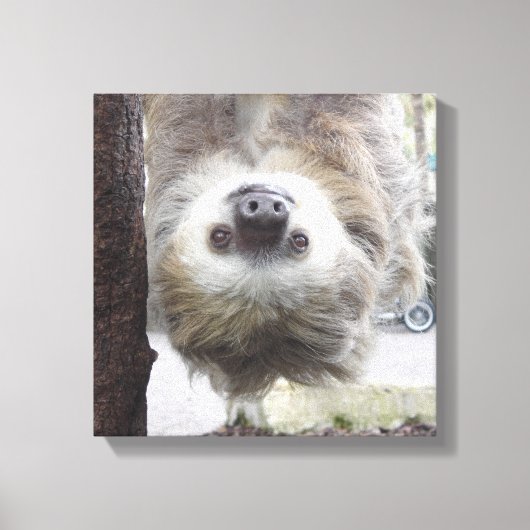 Luiaard 12" x 12" Canvas Print (Voorkant)