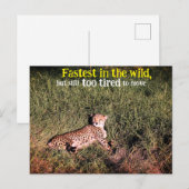 Luiaard foto briefkaart (Voorkant / Achterkant)