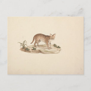 Luigi Balugani - Afrikaanse Wildcat of Serval Briefkaart