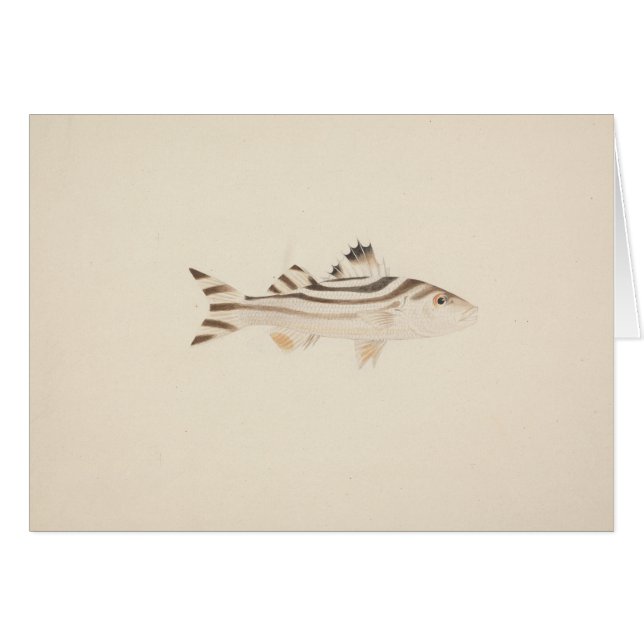 Luigi Balugani - Poisson non identifié (Devant horizontal)