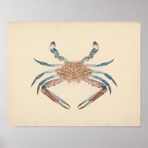 Luigi Balugani - Portunua Pelagicus - Blauwe krab Poster