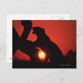 luipaard briefkaart (Voorkant / Achterkant)