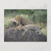Luipaard en welp rusten op gedroogd gras briefkaart (Voorkant)